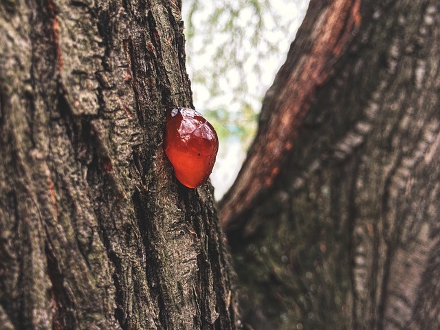 smůla na stromě